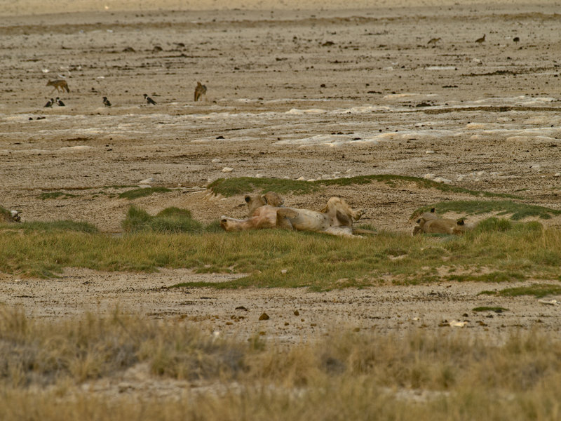 Okaukuejo, Lion